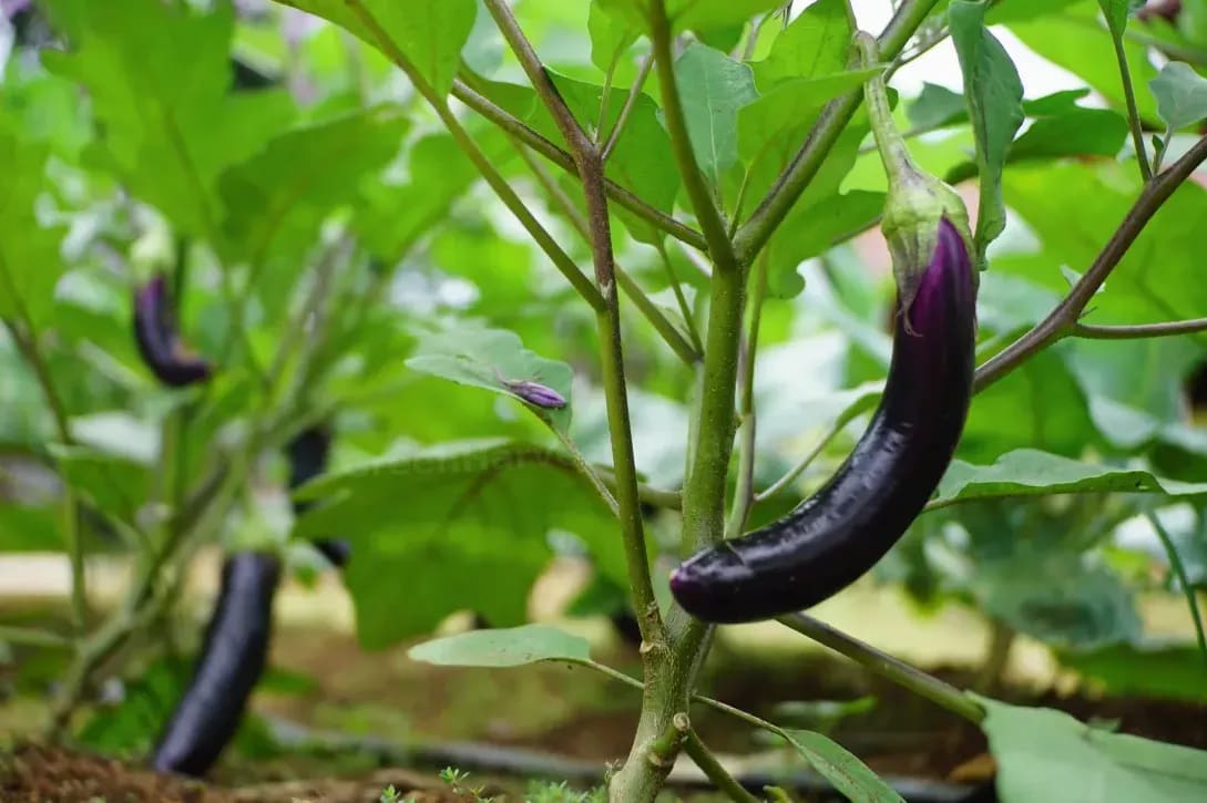 About GreenHarvest Produce