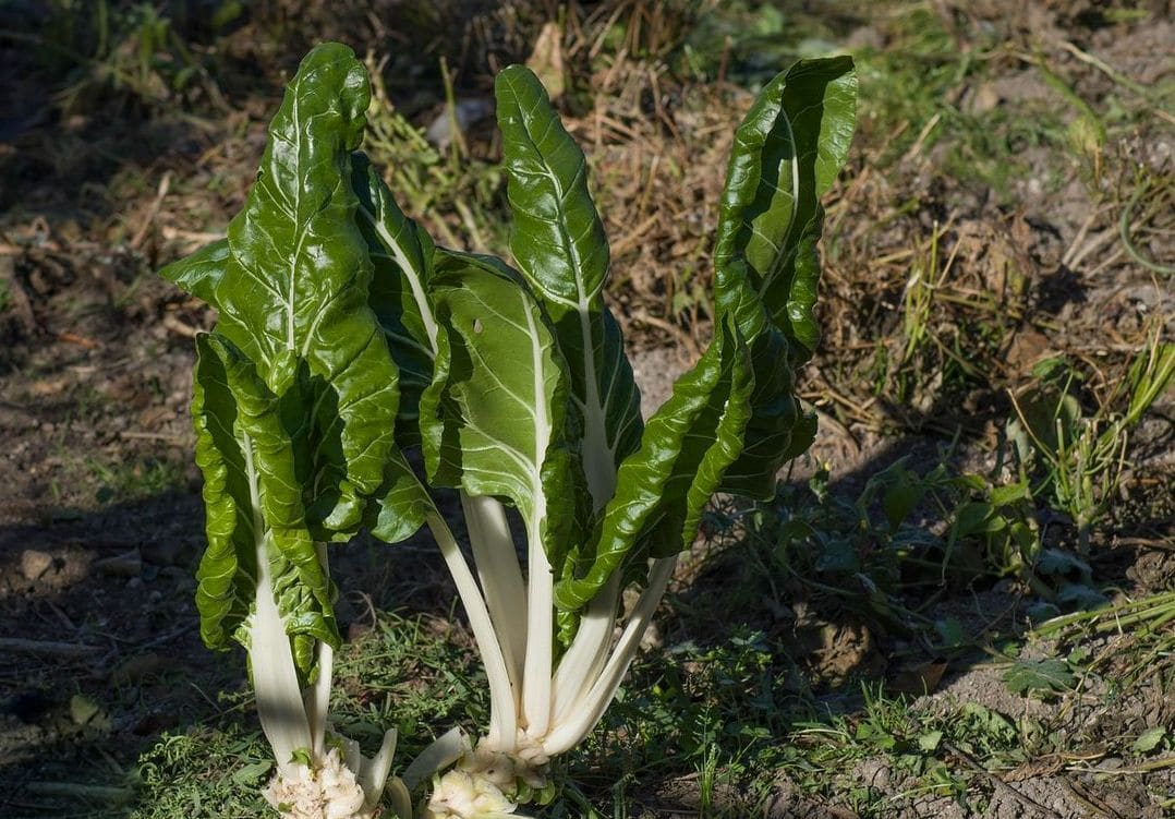 GreenHarvest Produce 12