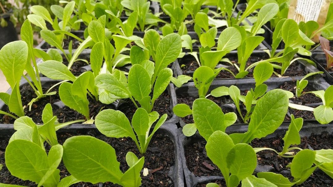 GreenHarvest Produce 2