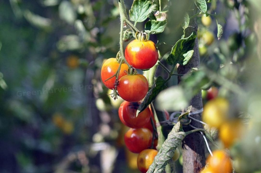 GreenHarvest Produce 5