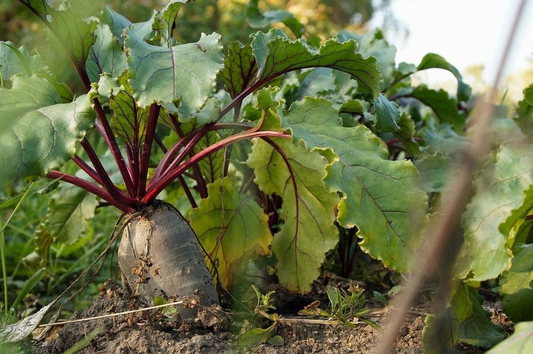 GreenHarvest Produce 6