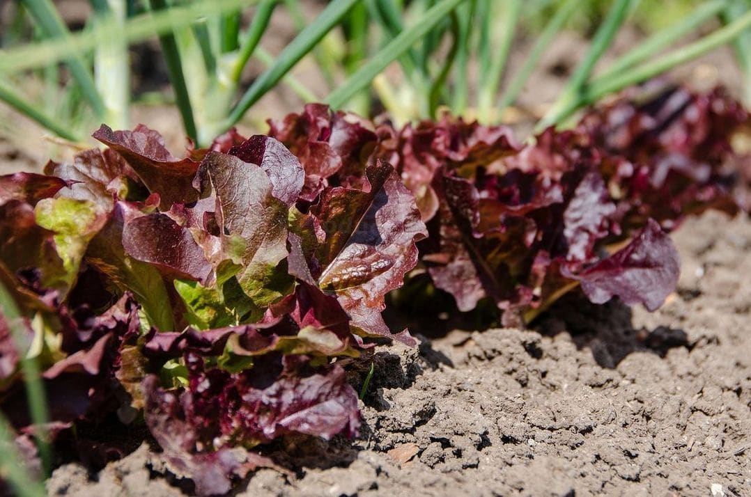 GreenHarvest Produce 7